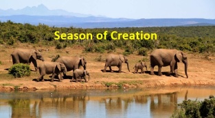 bush-elephant-africa-season-creation-700